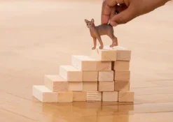 Abessinierkatze