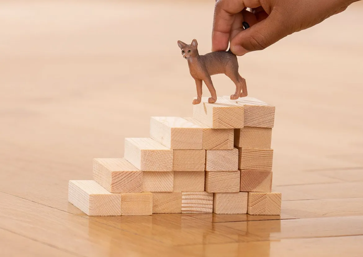 Abessinierkatze