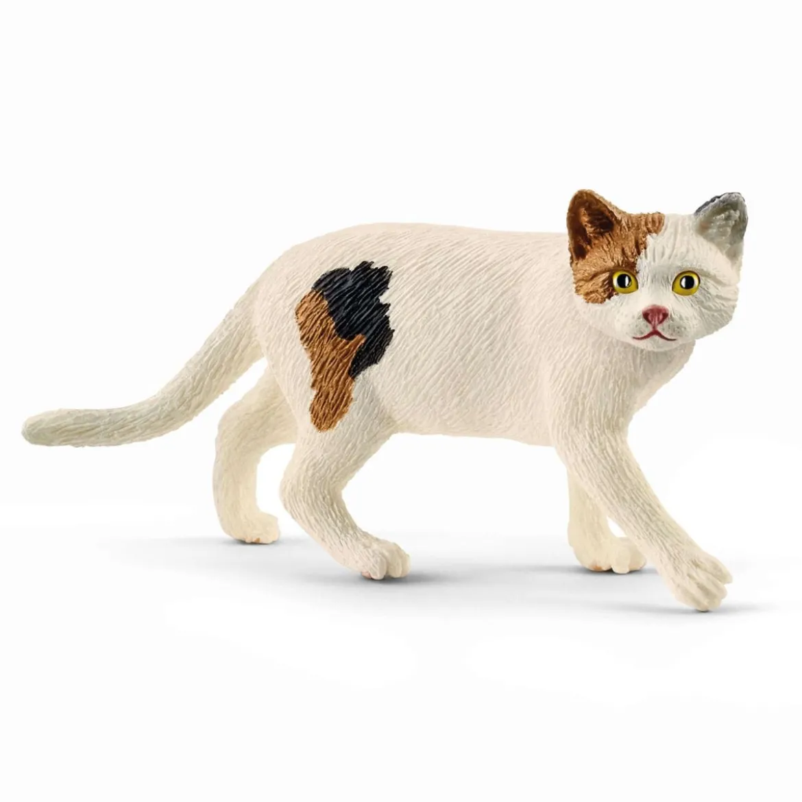 Amerikanische Kurzhaarkatze