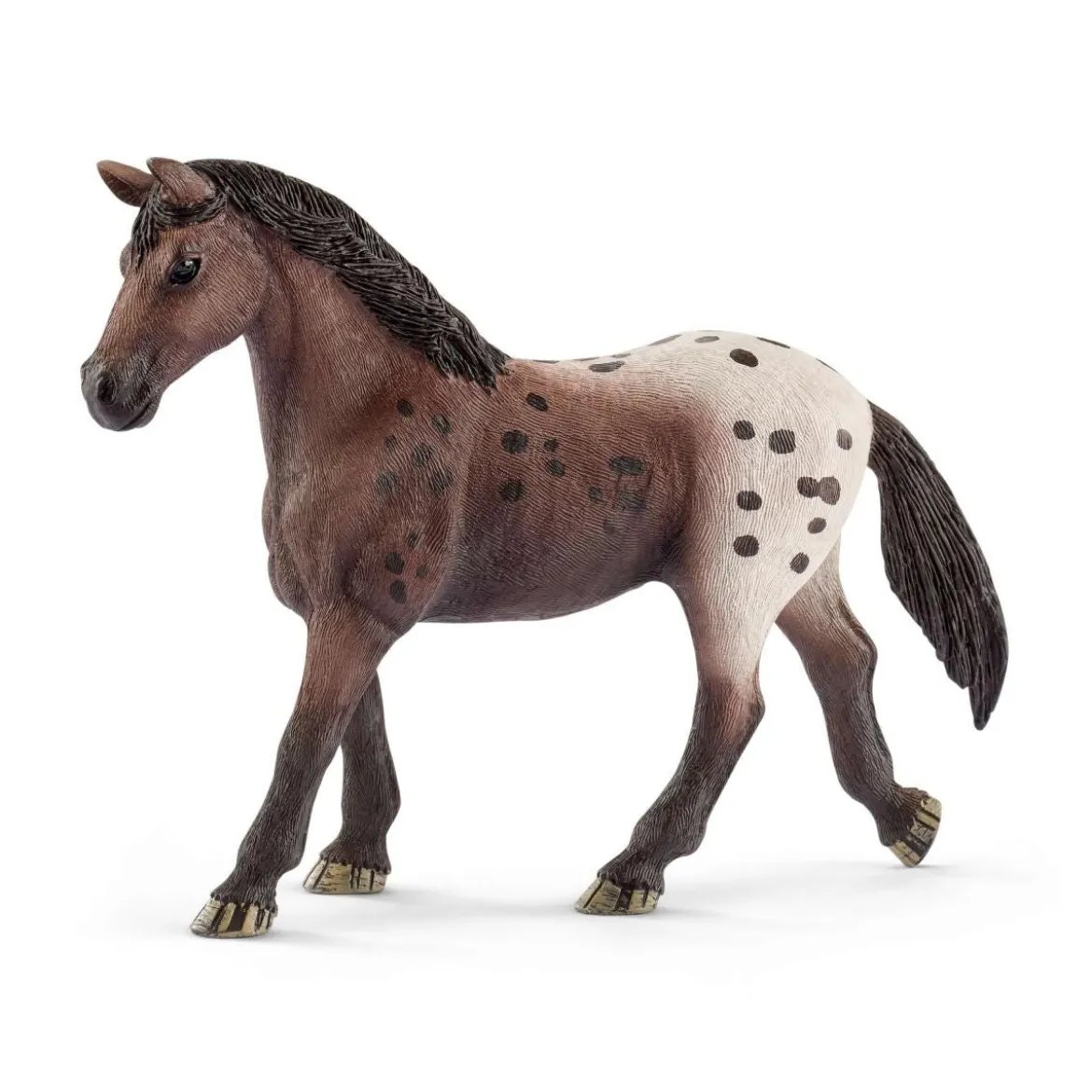 Appaloosa Stute