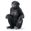 Bonobo Weibchen (bundle)