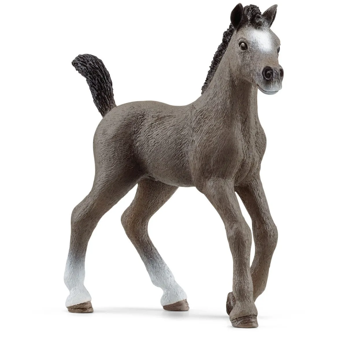 Cheval de Selle Francais Fohlen