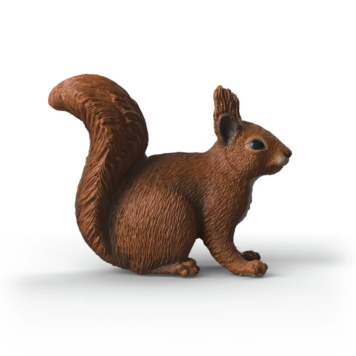 Eichhörnchen