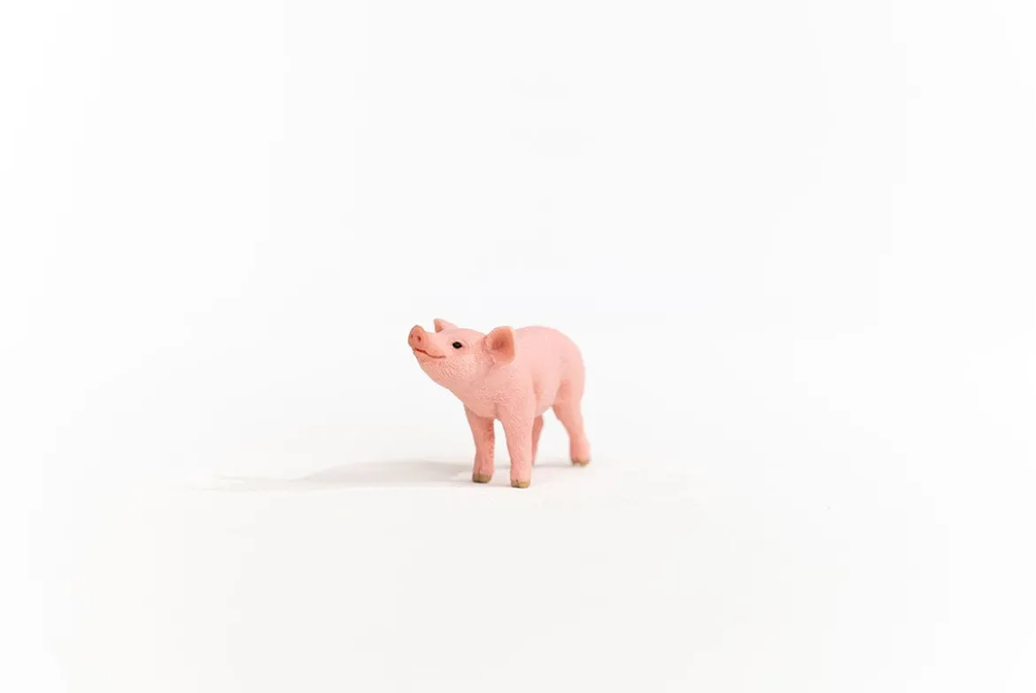 Ferkel