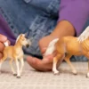 Haflinger Stute