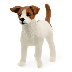 Jack Russel Terrier