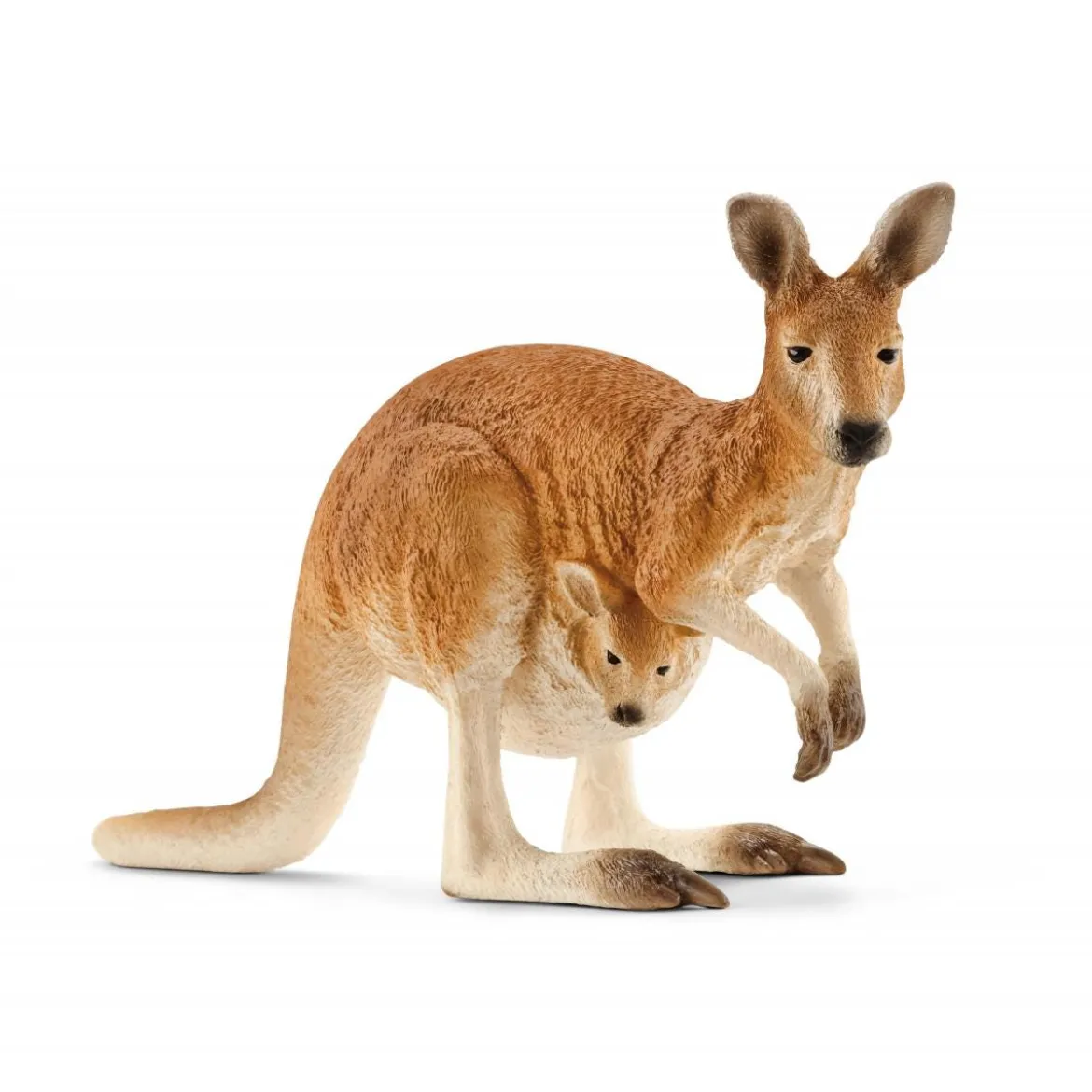 Känguru
