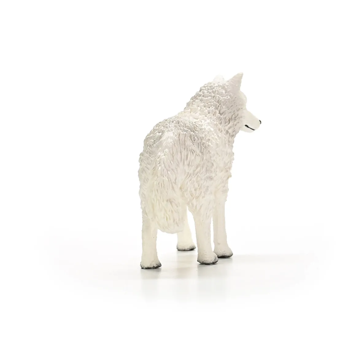 Polarwolf