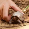 Riesenschildkröte