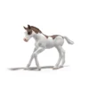 Sammelfohlen Dipper