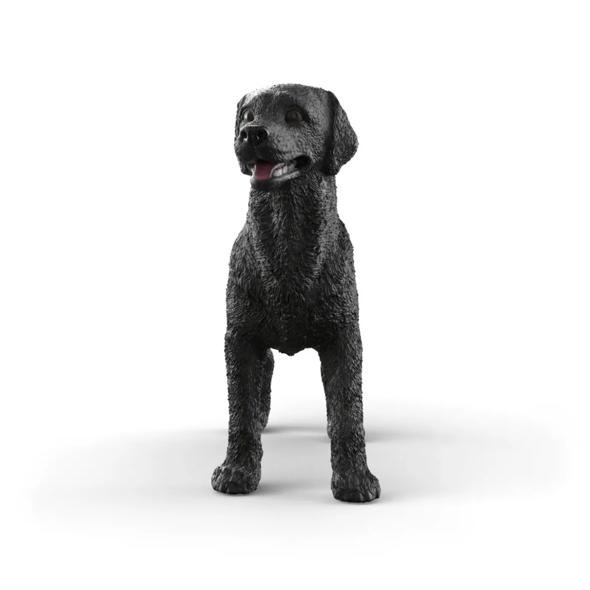 Schwarze Labrador Retriever Hündin