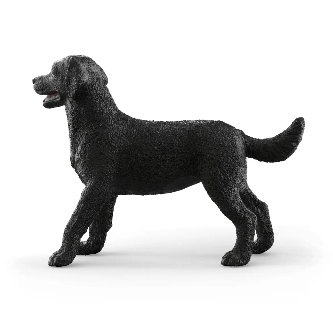 Schwarze Labrador Retriever Hündin