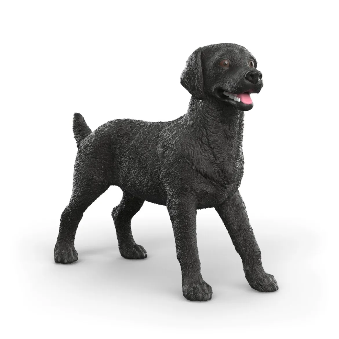 Schwarze Labrador Retriever Hündin