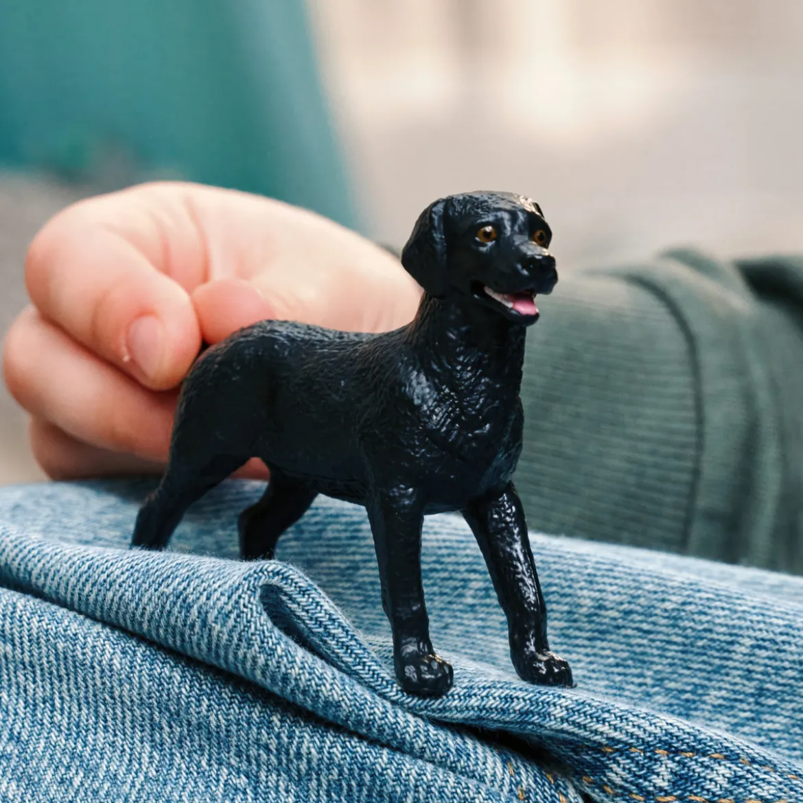 Schwarze Labrador Retriever Hündin