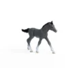 Trakehner Fohlen
