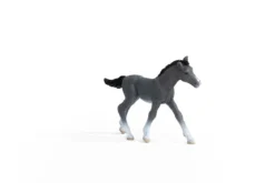 Trakehner Fohlen