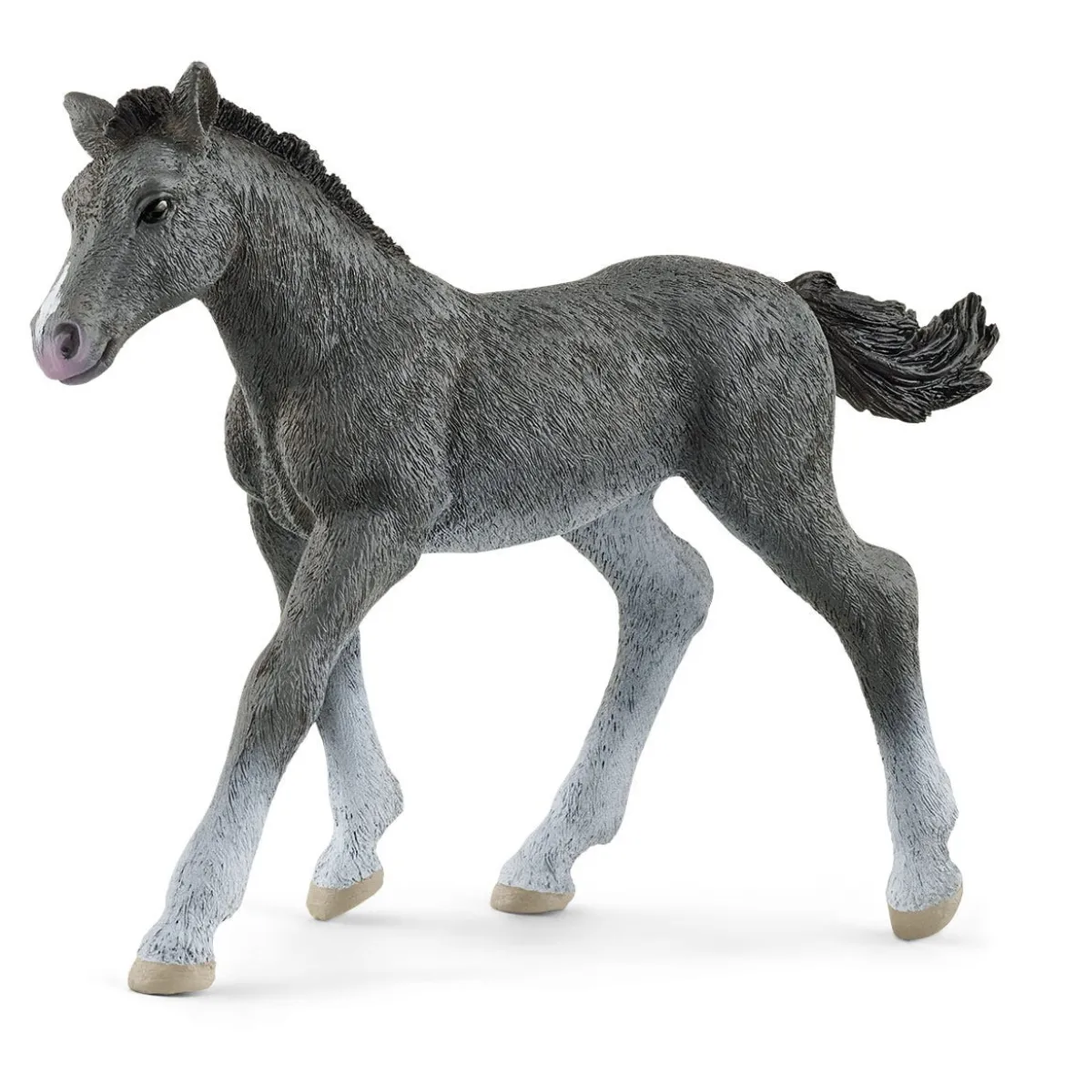 Trakehner Fohlen