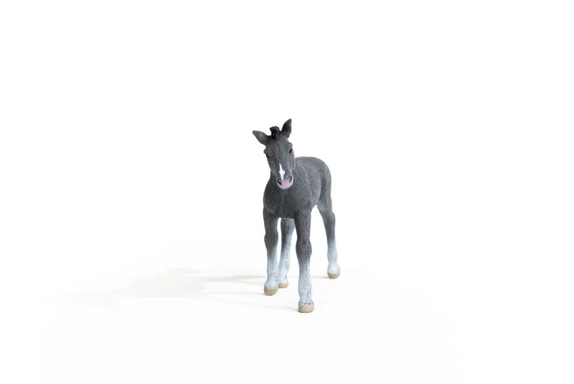 Trakehner Fohlen