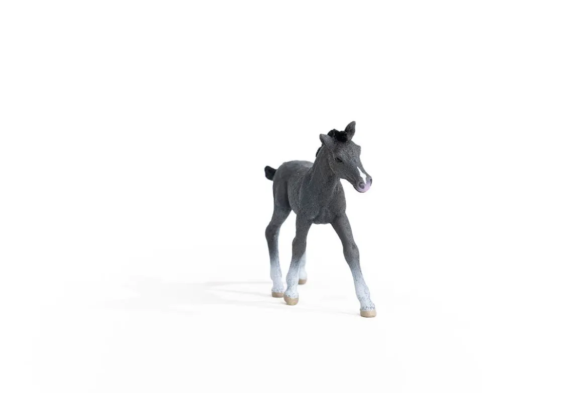 Trakehner Fohlen