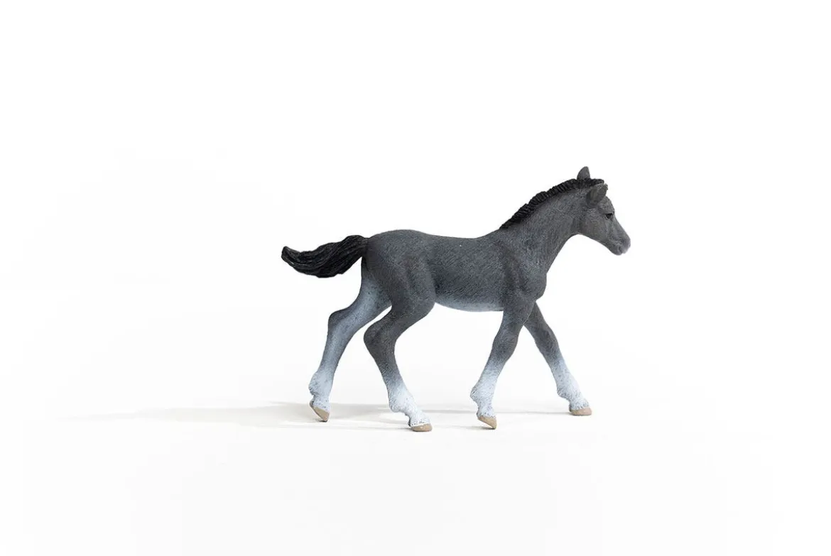 Trakehner Fohlen