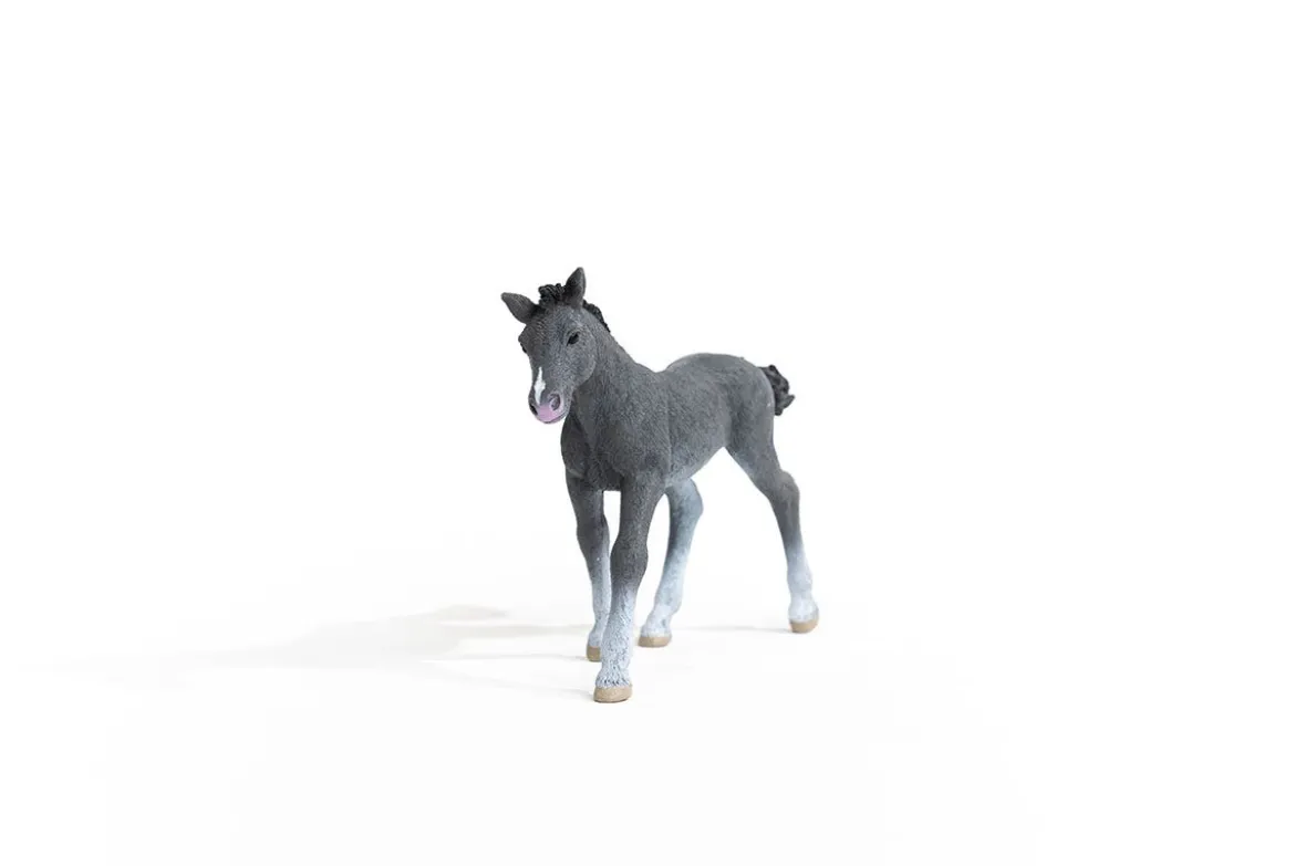 Trakehner Fohlen