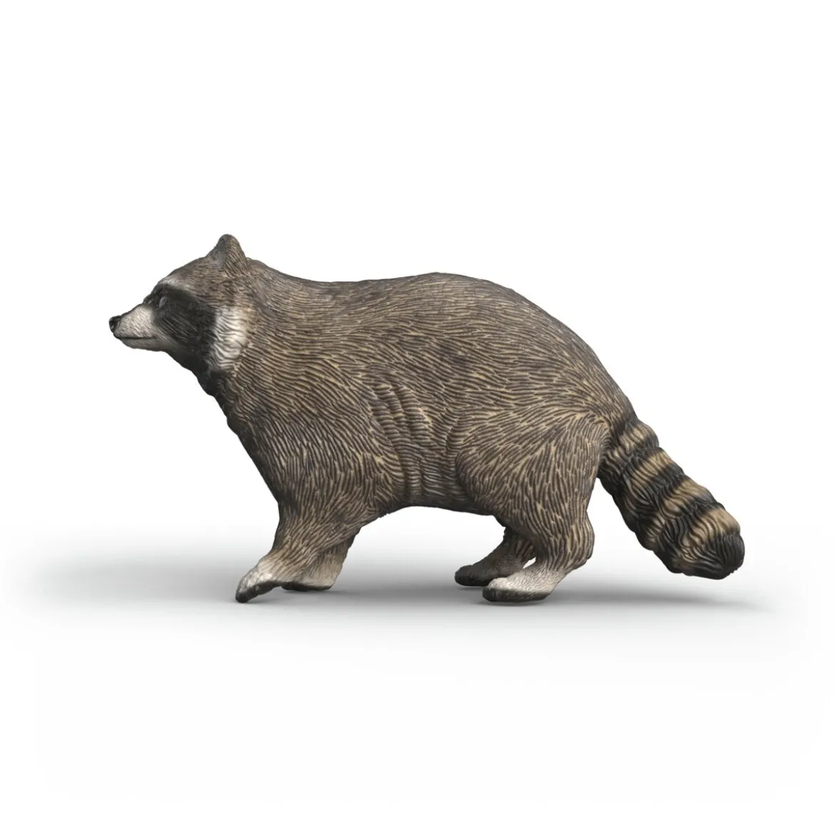Waschbär